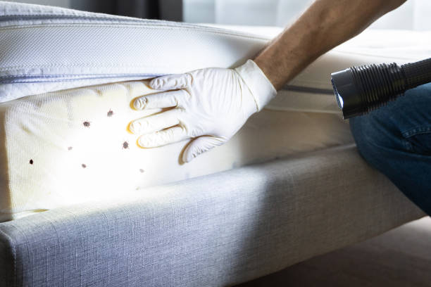 Wasp Removal Services in Greenup, IL