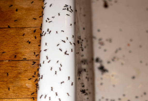 Best Pest Control for Restaurants  in Greenup, IL